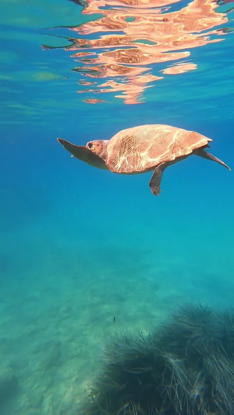 Loggerhead Sea Turtle Spotted in Fteri Beach Waters Kefalonia Greece Vídeo Stock 343703289