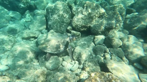 Loggerhead Sea Turtle Spotted in Kaminia Beach Waters Kefalonia Greece Vidéo 343935481