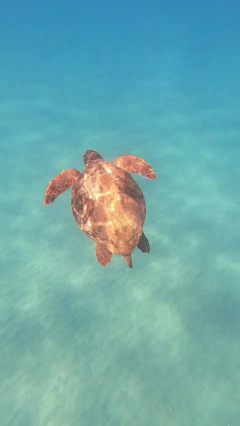 Loggerhead Sea Turtle Spotted In Kanali Beach | Kefalonia Island, Greece Video stock 328845985