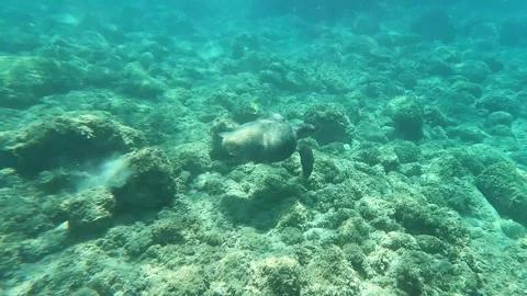 Loggerhead Sea Turtle Spotted In Koroni Beach | Kefalonia Island, Greece Stock Footage 328261712