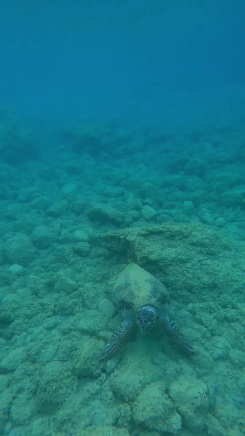 Loggerhead Sea Turtle Spotted in Lefka Beach Waters Kefalonia Greece Vidéo 344808805