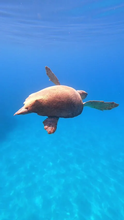Loggerhead Sea Turtle Spotted In Myrtos Beach | Kefalonia Island, Greece Video stock 329146571