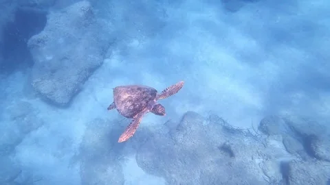 Loggerhead Sea Turtle Spotted In Pessada Beach | Kefalonia Island, Greece Video stock 328261876