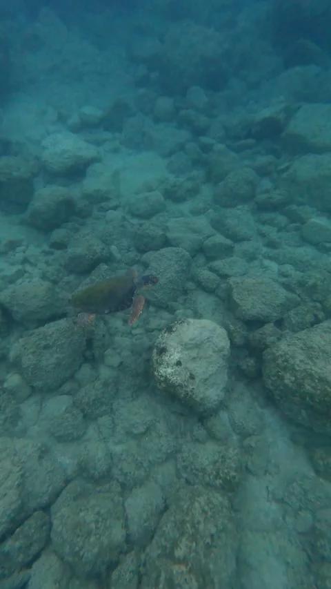 Loggerhead Sea Turtle Spotted in Petani Beach Waters Kefalonia Greece Vidéo 345620305