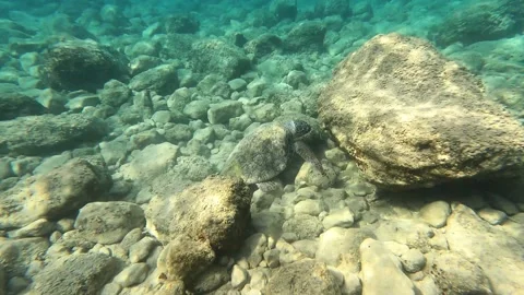 Loggerhead Sea Turtle Spotted in Petani Beach Waters Kefalonia Greece Vidéo 345975785