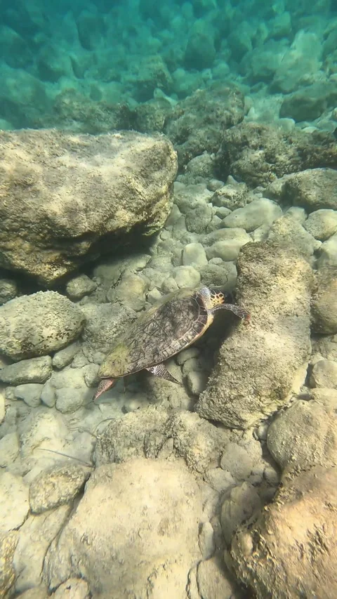 Loggerhead Sea Turtle Spotted in Petani Beach Waters Kefalonia Greece Vidéo 345992611