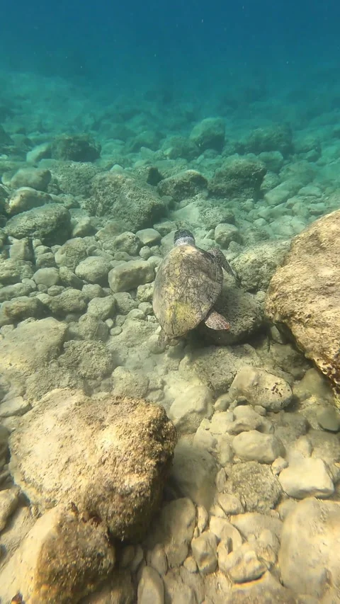 Loggerhead Sea Turtle Spotted in Petani Beach Waters Kefalonia Greece Vidéo 345993301