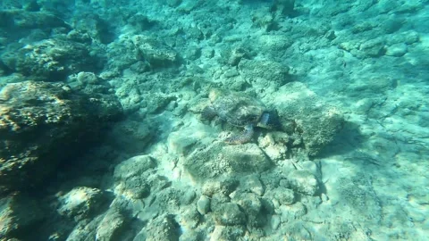 Loggerhead Sea Turtle Spotted in Petani Beach Waters Kefalonia Greece Vidéo 345993320
