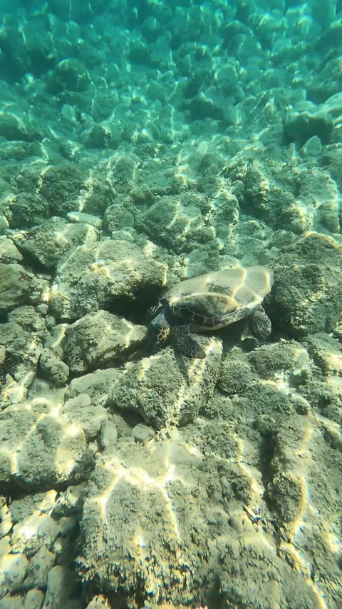 Loggerhead Sea Turtle Spotted in Platia Ammos Beach Kefalonia Greece Video stock 341987054
