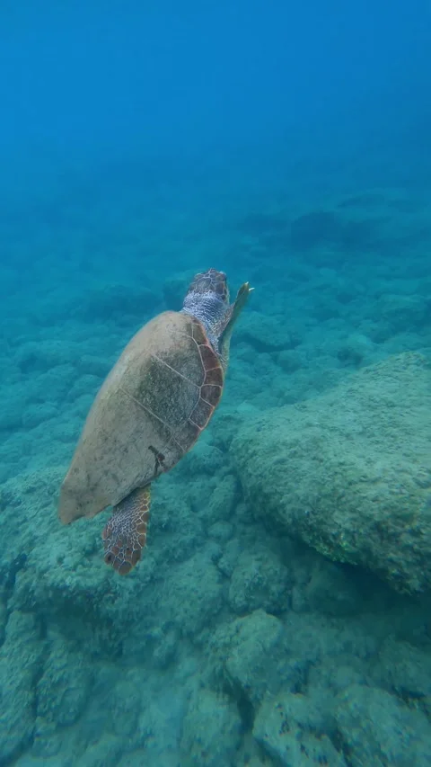 Loggerhead Sea Turtle Spotted in Platia Ammos Beach Kefalonia Greece Video stock 342867697