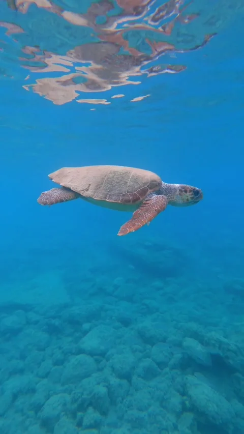 Loggerhead Sea Turtle Spotted in Platia Ammos Beach Kefalonia Greece Video stock 342867876