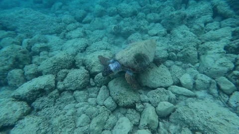 Loggerhead Sea Turtle Spotted in Platia Ammos Beach Kefalonia Greece Video stock 342868169