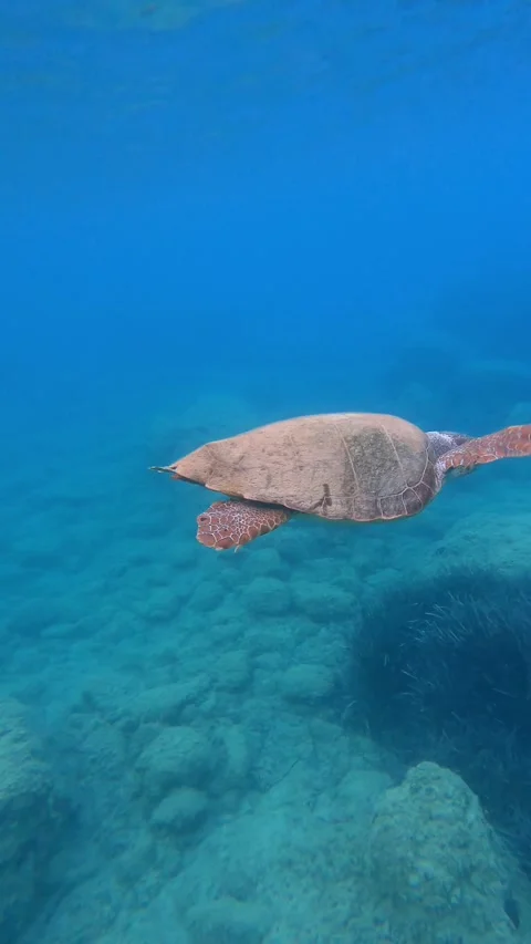 Loggerhead Sea Turtle Spotted in Platia Ammos Beach Kefalonia Greece Video stock 342868241