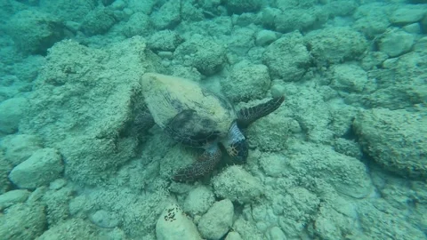 Loggerhead Sea Turtle Spotted in Platia Ammos Beach Kefalonia Greece Vidéo 344830096