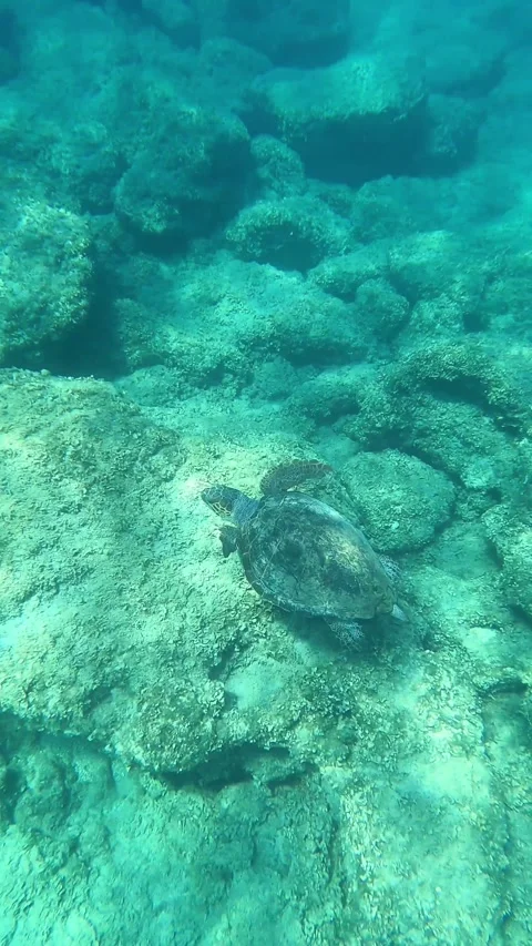 Loggerhead Sea Turtle Spotted In Spithi Beach | Kefalonia Island, Greece Video stock 328262013