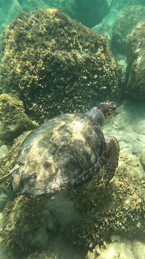 Loggerhead Sea Turtle Spotted In Spithi Beach | Kefalonia Island, Greece Stock Footage 328449045