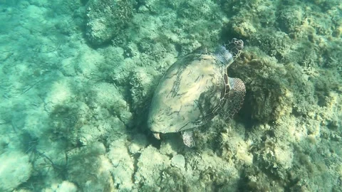 Loggerhead Sea Turtle Spotted In Spithi Beach | Kefalonia Island, Greece Video stock 330103161
