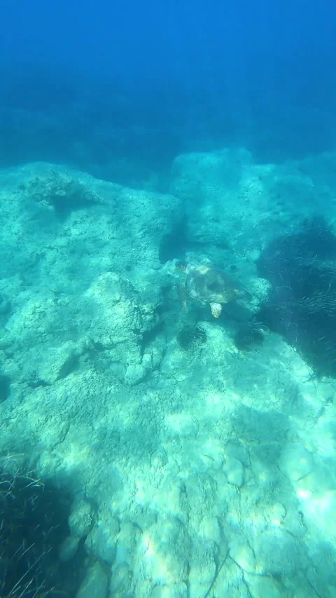 Loggerhead Sea Turtle Spotted In Trapezaki Beach | Kefalonia Island, Greece Video stock 327986671