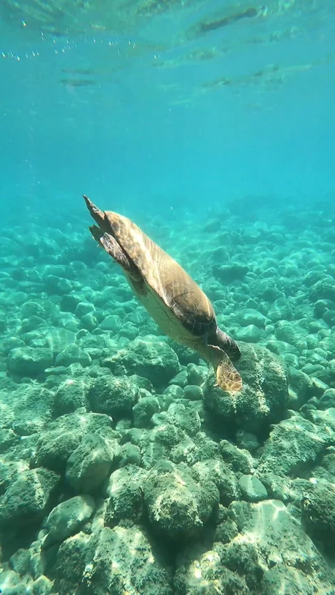 Loggerhead Sea Turtle Spotted Undersea at Koutsoupia Beach Kefalonia Video stock 341959908