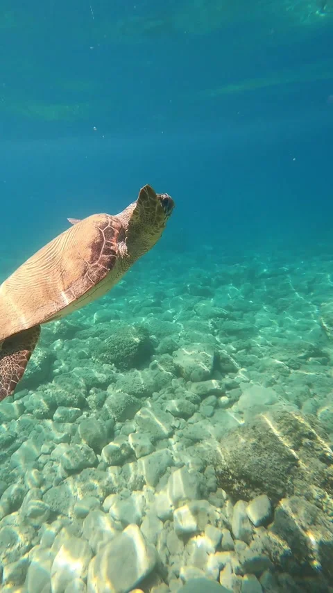 Loggerhead Sea Turtle Spotted Undersea at Koutsoupia Beach Kefalonia Video stock 341959909