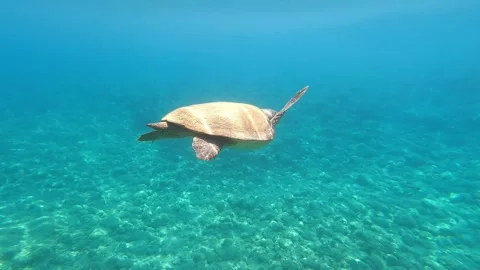 Loggerhead Sea Turtle Spotted Undersea at Koutsoupia Beach Kefalonia Video stock 341977058