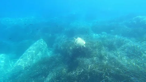 Loggerhead Sea Turtle Spotted Undersea at Koutsoupia Beach Kefalonia Video stock 341977673