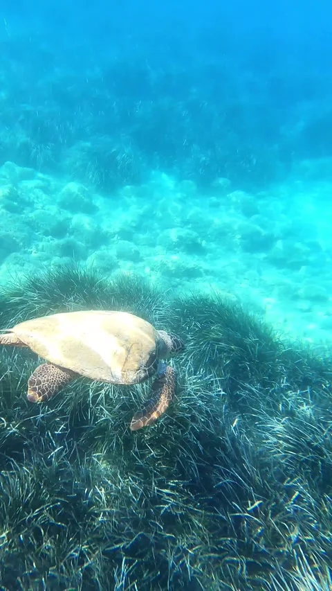 Loggerhead Sea Turtle Spotted Undersea at Koutsoupia Beach Kefalonia Video stock 341977796
