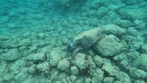 Loggerhead Sea Turtle Spotted Underwater at Antisamos Beach Kefalonia Vidéo 344866649