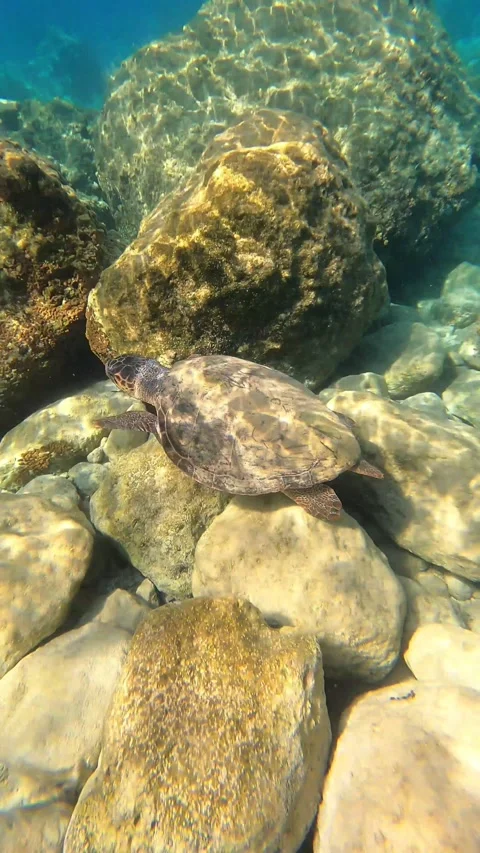 Loggerhead Sea Turtle Spotted in Vouti Beach Waters Kefalonia Greece Vidéo 346558050