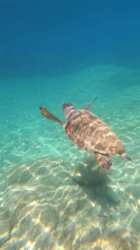 Loggerhead Sea Turtle Spotted in Waters of Poros Beach Kefalonia Stock Footage 337508148