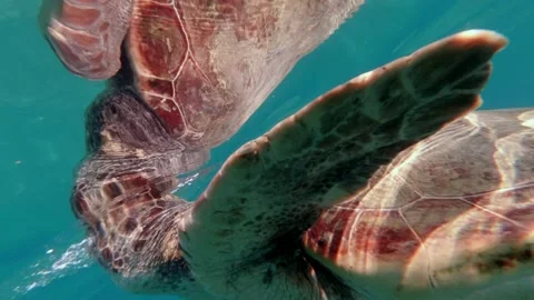 A loggerhead sea turtle surfaces for air Stock Footage 238774512