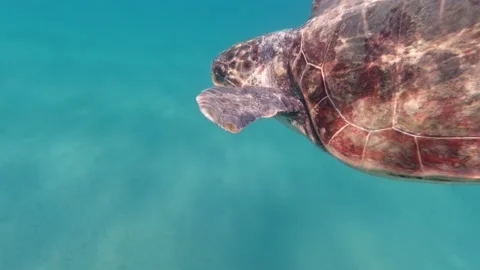 A loggerhead sea turtle surfaces for air Stock Footage 238774669