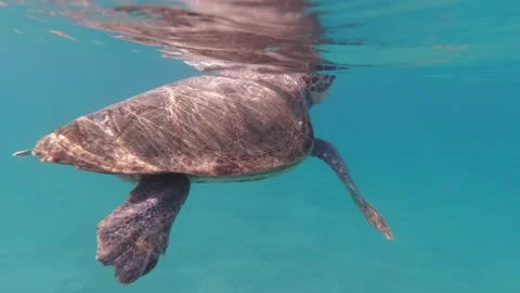 A loggerhead sea turtle surfaces for air Stock Footage 238775024