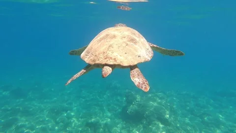 Loggerhead Sea Turtle Surfacing for Air in Clear Waters of Kefalonia Greece Video stock 331554473