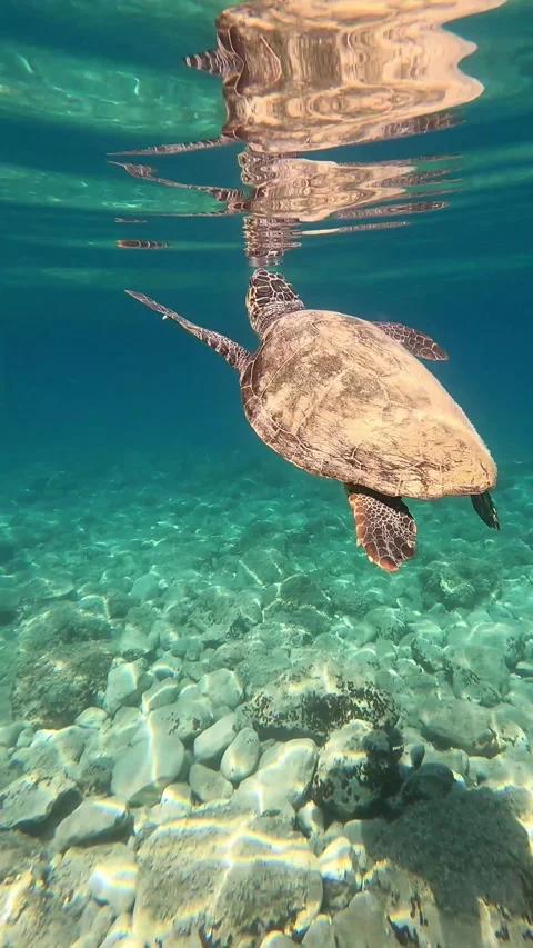 Loggerhead Sea Turtle Surfacing for Air in Kefalonia Greece Stock Footage 337508963