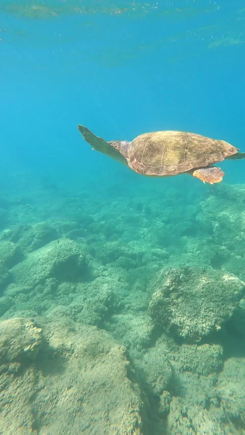 Loggerhead Sea Turtle Surfacing to Breathe at Katsonas Beach Kefalonia Vidéo 345720912