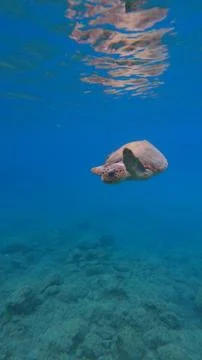Loggerhead Sea Turtle Surfacing to Breathe Underwater at Koroni Beach, Kefalonia Фото