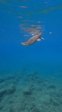 Loggerhead Sea Turtle Surfacing to Breathe Underwater at Koroni Beach, Kefalonia Фото