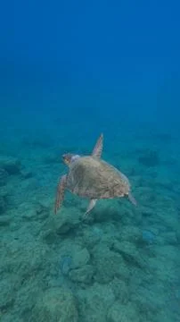 Loggerhead Sea Turtle Surfacing to Breathe Underwater at Koroni Beach, Kefalonia Фото