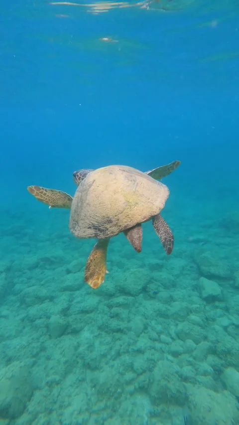 Loggerhead Sea Turtle Surfacing for Oxygen in Kefalonia Greece Vidéo 344878768