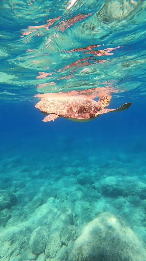 Loggerhead Sea Turtle Surfacing for Oxygen at Kanali Beach Kefalonia Greece Vidéo 346535253
