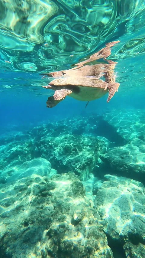 Loggerhead Sea Turtle Surfacing for Oxygen at Kanali Beach Kefalonia Greece Vidéo 346575104