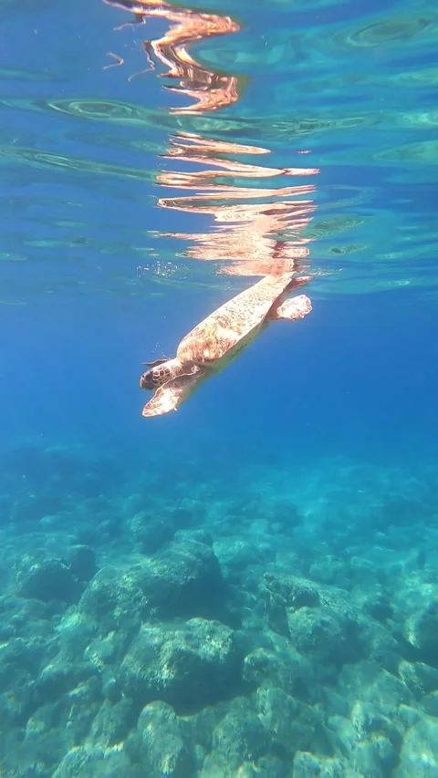 Loggerhead Sea Turtle Surfacing for Oxygen at Kanali Beach Kefalonia Greece Vidéo 346841835