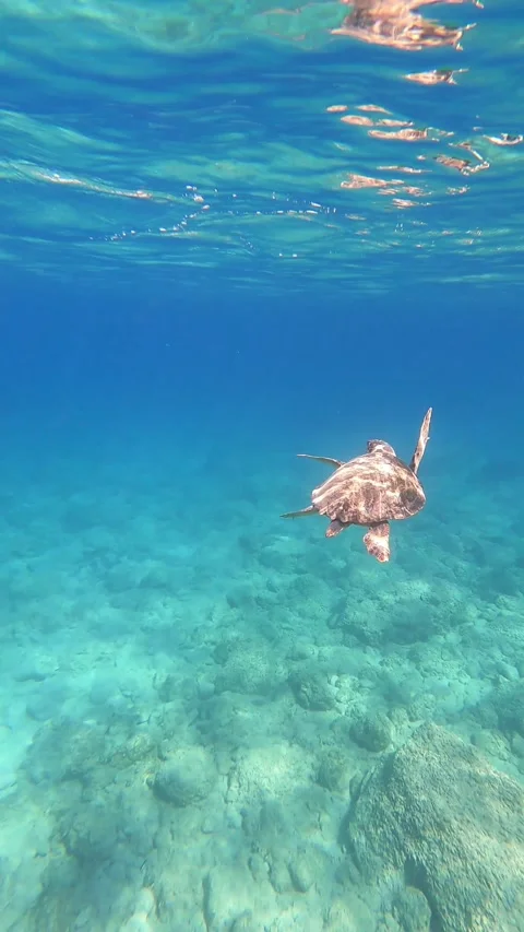 Loggerhead Sea Turtle Surfacing for Oxygen at Kanali Beach Kefalonia Greece Vidéo 346844269