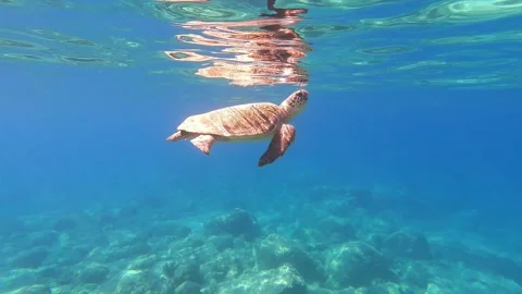 Loggerhead Sea Turtle Surfacing for Oxygen at Kanali Beach Kefalonia Greece Vidéo 346844347