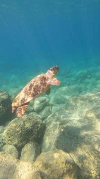 Loggerhead Sea Turtle Surfacing for Oxygen at Platys Gialos Beach, Kefalonia Фото
