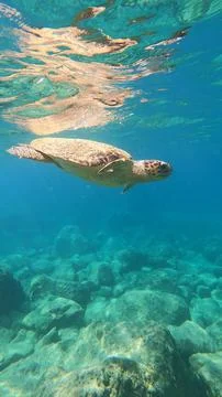 Loggerhead Sea Turtle Surfacing for Oxygen at Platys Gialos Beach, Kefalonia Фото