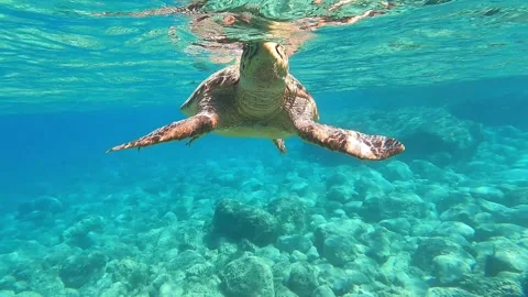 Loggerhead Sea Turtle Surfacing In Slow Motion | Kefalonia Island, Greece Stock Footage 322051675