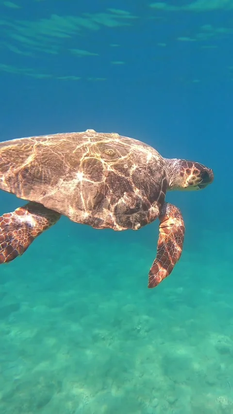 Loggerhead Sea Turtle Swimming In Agia Sofia Beach | Kefalonia Island, Greece Stock Footage 328525492