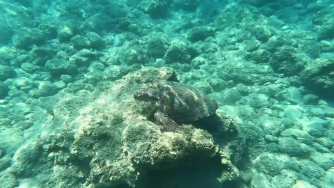 Loggerhead Sea Turtle Swimming in Agios Thomas Beach Kefalonia Greece Vídeo Stock 341698381
